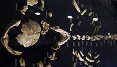 Celá nalezená kostra druhu homo naledi obklopena stovkami fosilií z místa...