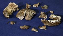 ást nalezené kostry homo naledi.