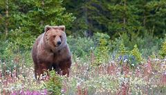Grizzly je považován za jeden z mnoha poddruhů medvěda hnědého | na serveru Lidovky.cz | aktuální zprávy