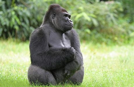 Gorila (ilustraní foto)