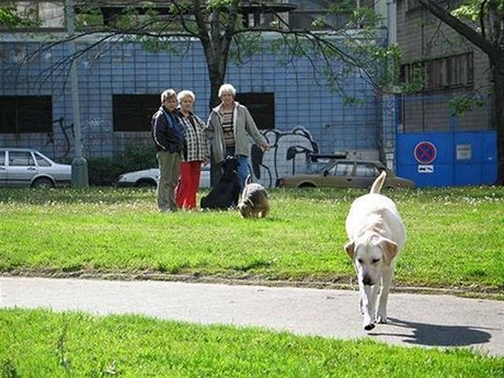 Vtina praských mstských ástí navrhuje do magistrátní vyhláky více míst...