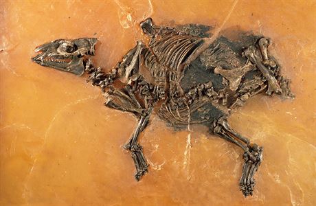 Vdci objevili nenarozené híb ve fosilii prapedka koní staré 48 milionu let.