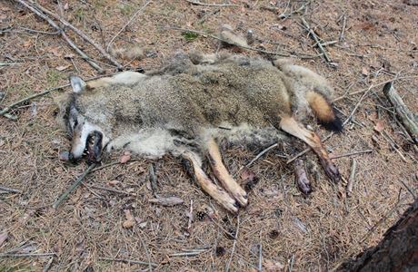 Jeden z vlk ijc v CHKO Kokonsko - Mchv kraj byl nalezen mrtv v lese...