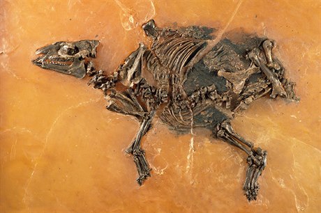Vdci objevili nenarozené híb ve fosilii prapedka koní staré 48 milionu let.