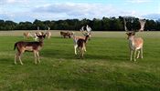 Phoenix park