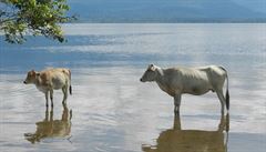 Jezerní krávy