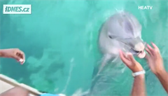 Ženě spadl mobil do moře, vylovil jí ho delfín