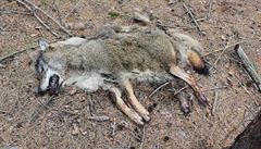 Jeden z vlk ijící v CHKO Kokoínsko - Máchv kraj byl nalezený mrtvý v lese...