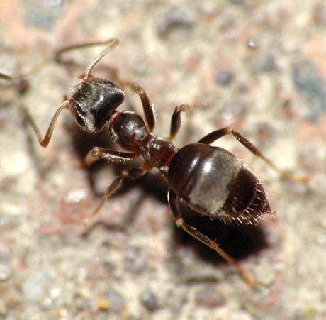 Mravenec luní (ilustraní foto)