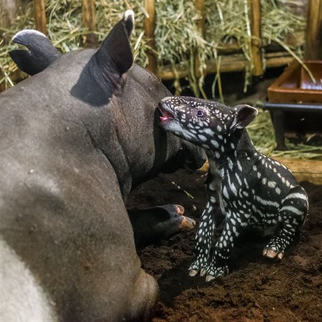 V pražské zoo se narodilo mládě tapíra čabrakového.