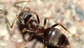 Mravenec luční (ilustrační foto)