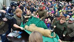 Lvice v zoo v Odense byla utracena u� p�ed devíti m�síci.