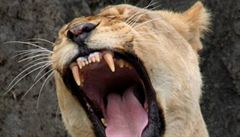 VIDEO: Brnnt lvi se poprv ukzali lidem