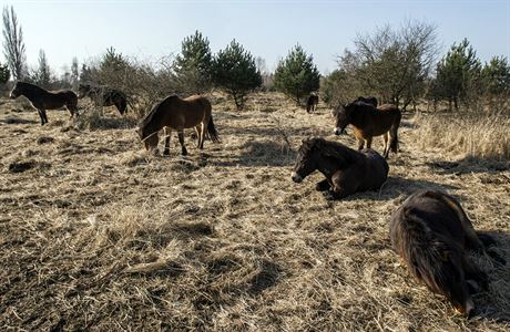 V Milovicích na Nymbursku se dnes ráno narodilo híb divokých koní.