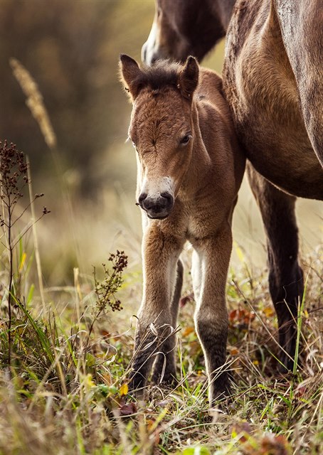 V Milovicích na Nymbursku se narodilo híb divokých koní.