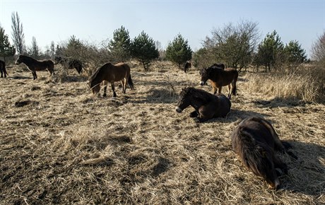 V Milovicích na Nymbursku se dnes ráno narodilo hříbě divokých koní.