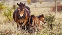 Návrat divokých koní je součástí projektu zaměřeného na záchranu fauny a flóry....