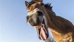 Koně v milovické rezervaci jsou skutečně divocí, potvrdili vědci