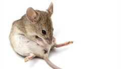 Vědci vytvořili průhlednou myš. Technologie má pomoci v léčbě.