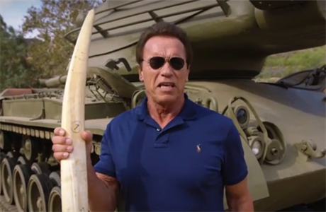 Schwarzenegger se zapojil do záchrany slon
