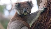 Většinu svého života koaly stráví na stromech.