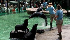 Lachtani v nové expozici pra�ské ZOO.