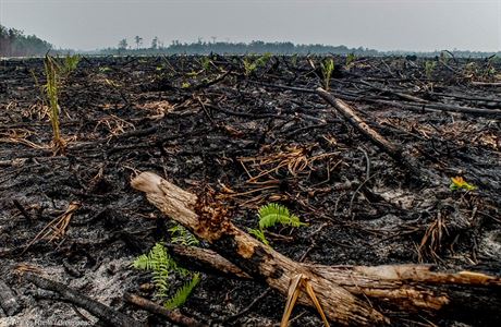 Vypalováním les picházejí o svj ivotní prostor napíklad orangutani....