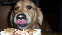 Psí dorty pejskm chutnají.