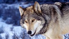 Vlci zabili učitelku na Aljašce, když si šla zaběhat 