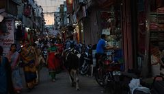 Postranní ulika v centru Dajpuru. Krávy mají pístup v podstat kamkoliv a...