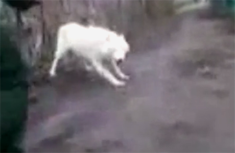 Vlk uprchnul z brnnské zoo.