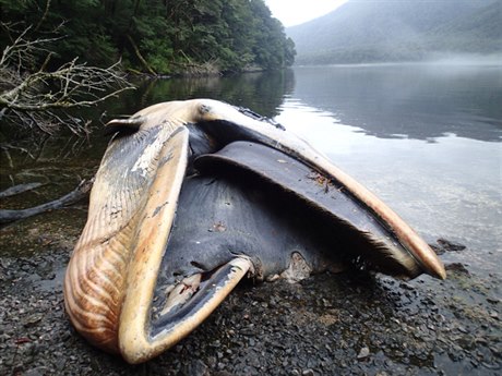 V jižním Chile objevili na pláži 337 mrtvých velryb