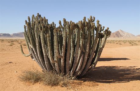 Kaktusy v pouti