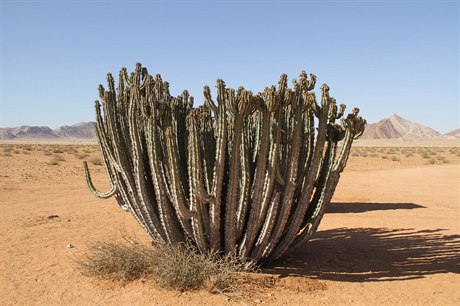 Kaktusy v poušti