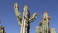 Kaktusy jsou neuviteln houevnaté