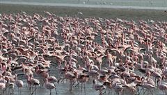 Cestou jsme potkali hejna plame�ák�