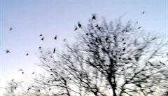 Na okraji Přerova se každý den slétají tisíce havranů