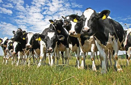 Švýcarské krmivo pro krávy má zmírnit globální oteplování | Domácí mazlíčci  | Lidovky.cz