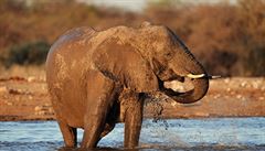 Kesk slony pomh chrnit vroba papru z jejich trusu