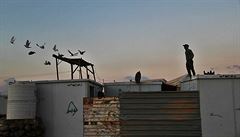 Holuby si v Zaatarí chová mnoho rodin.