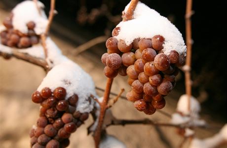 Sklize ledového vína (ilustraní foto).