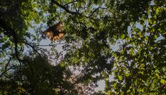 Plachtící pízrak (Mezi stromy práv plachtí letucha malajská)