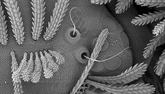 Malováno jinovatkou (Snímek ze skenovacího mikroskopu zachycuje ást hlavy...