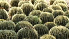 Manelé z Holandska zde pstují kaktusy