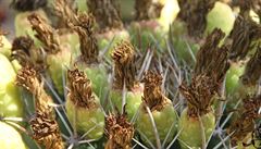 Manelé z Holandska zde pstují kaktusy