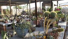 Dláme tu spoustu fotek, pedevím nádherných kaktus.