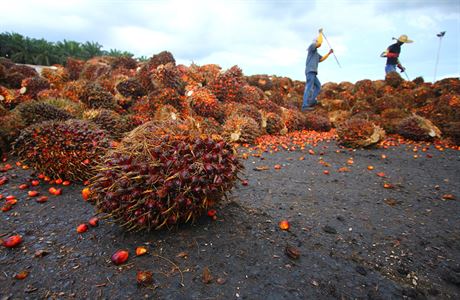 Produkce palmovho oleje se m do roku 2050 ztrojnsobit