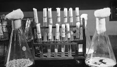Flemingv objev penicilinu zahjil revoluci v medicn