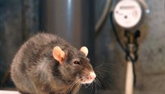 Vědci objevili nový druh viru, hostiteli jsou krysy