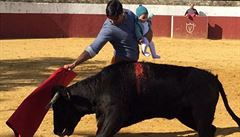 Španělský toreador dráždil v aréně býka s dcerkou v náručí